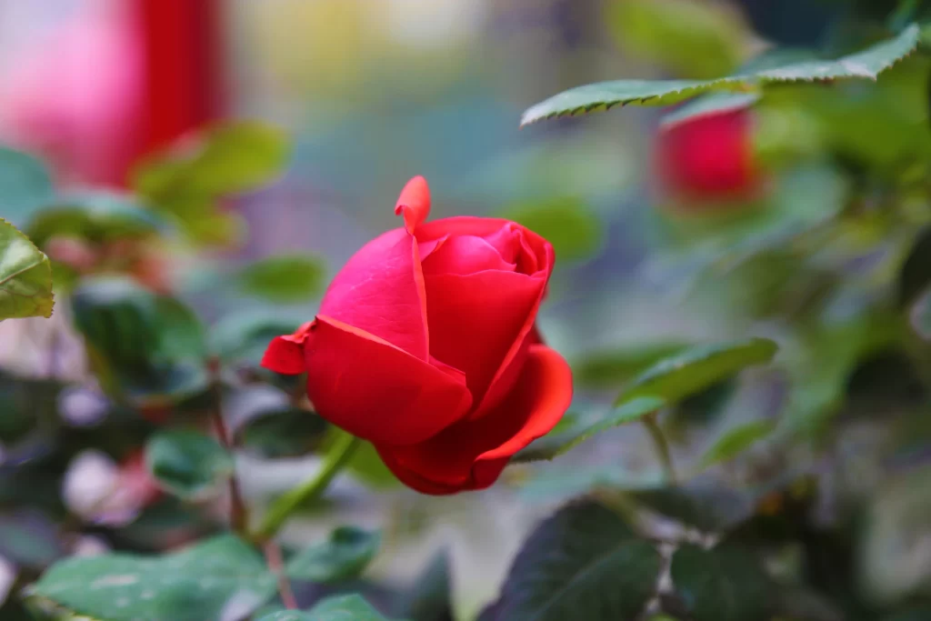 Rose Red Petals Green Leaves Blurred Background