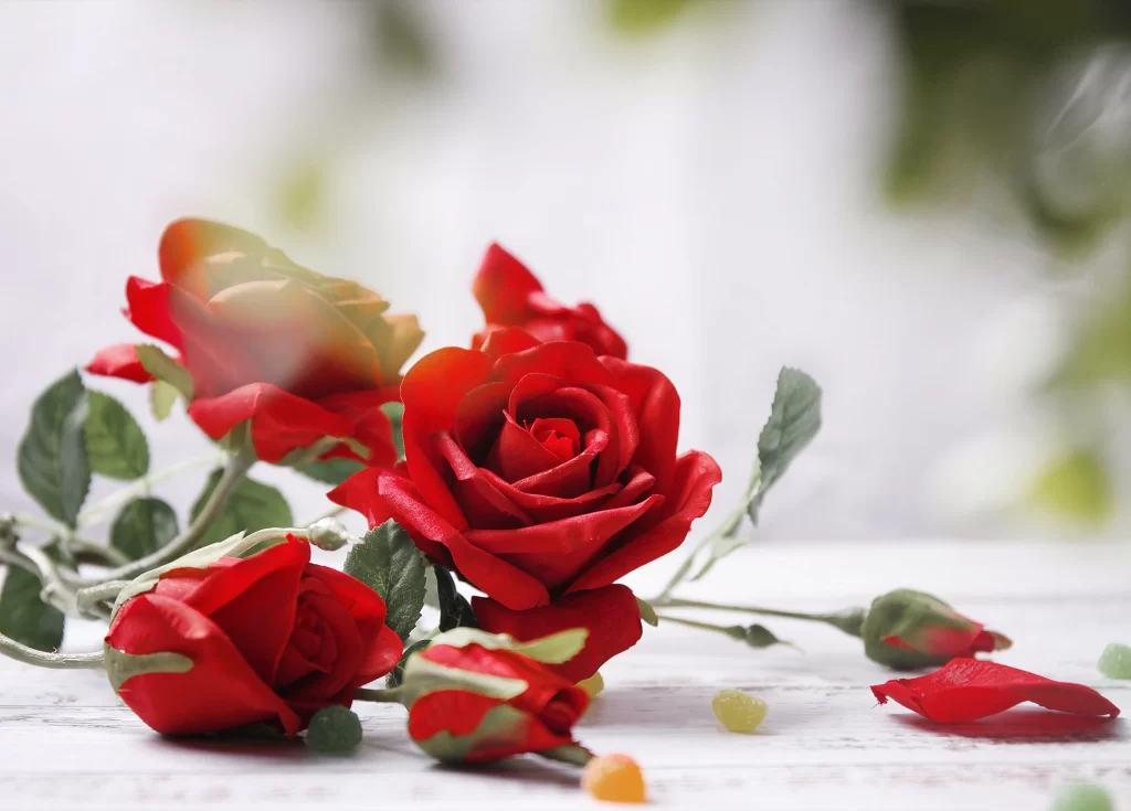 Rose Red Petals Green Leaves White Background