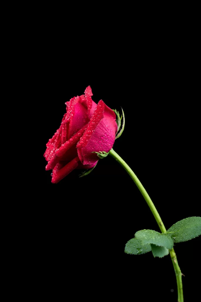 Rose Red Petals Green Stem Black dark Background