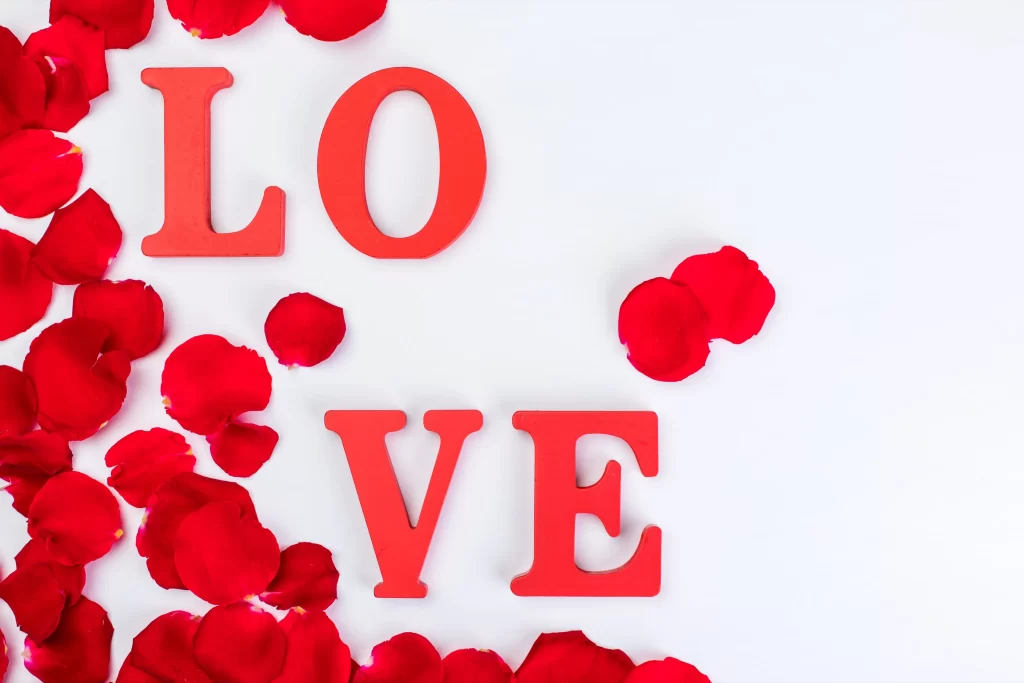 Rose Red Petals White Background Love