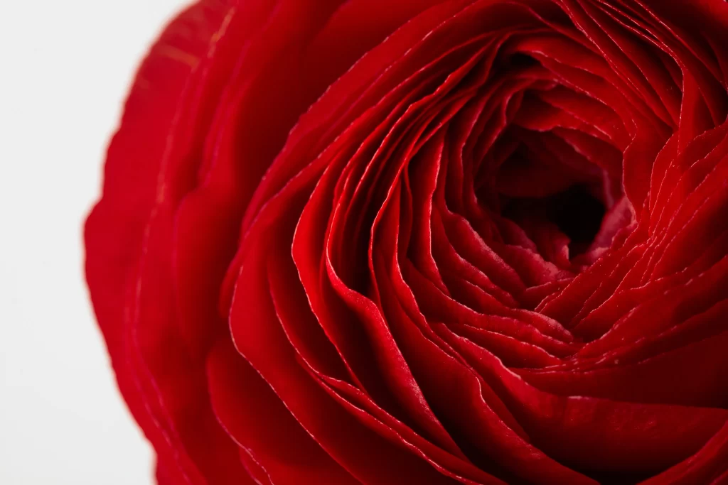 Rose Red Petals White Background