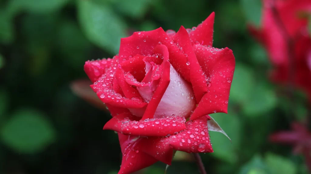 Rose Red Pink Dewdrops Green Leaves
