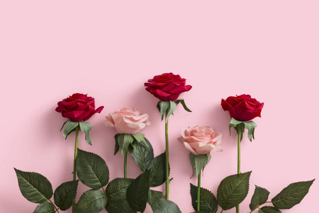 Rose Red Pink Green Leaf Pink Background