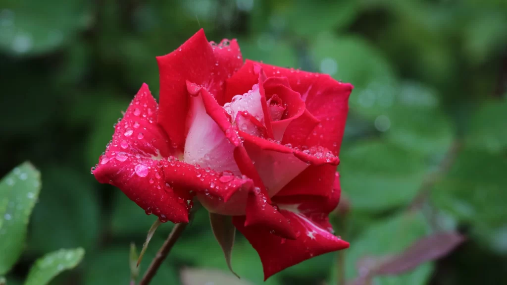 Rose Red Pink Petals Green Leaves Dewdrops