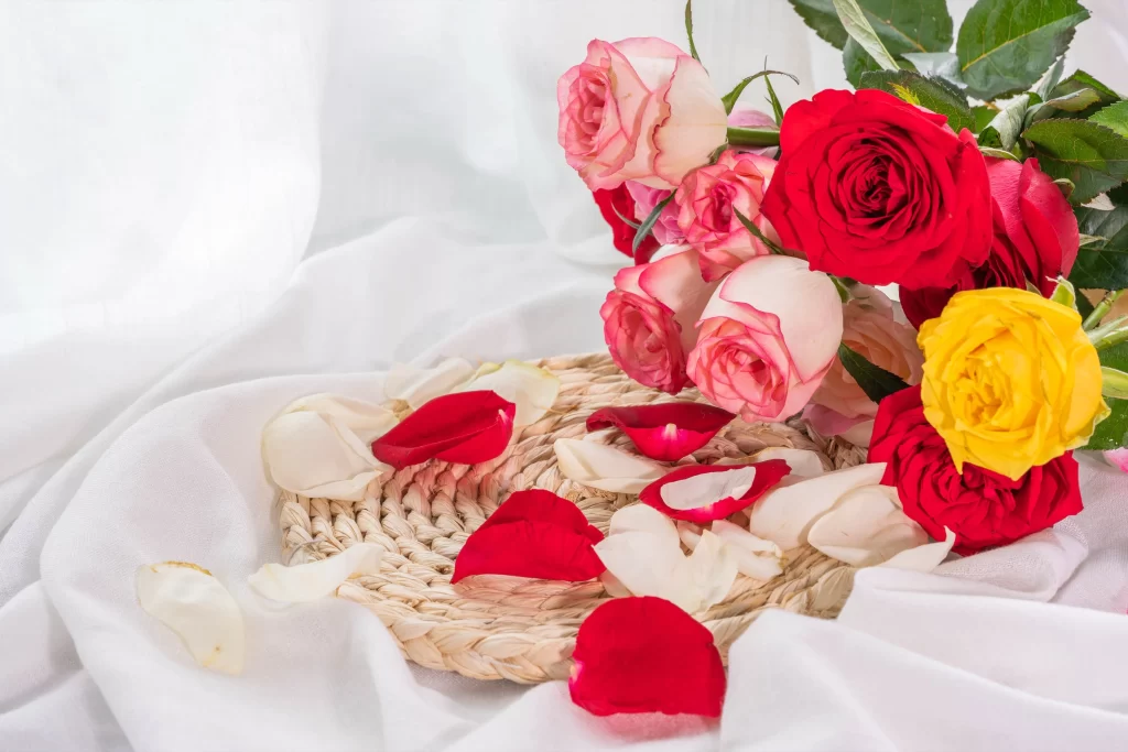 Rose Red Pink Yellow White Petals Green Leaves