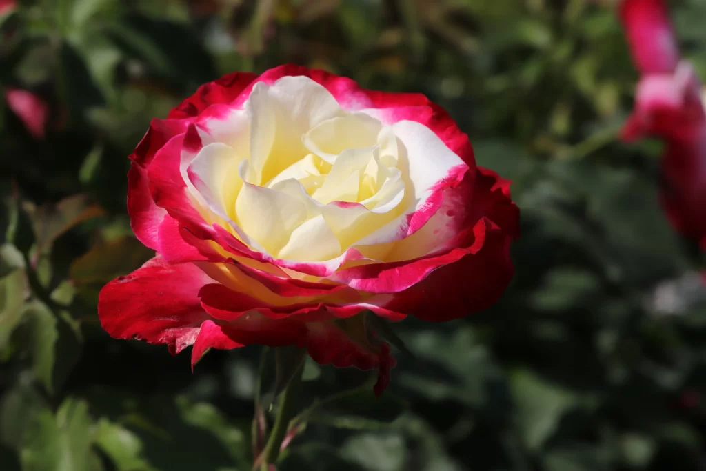 Rose Red White Yellow Petals Green Leaves