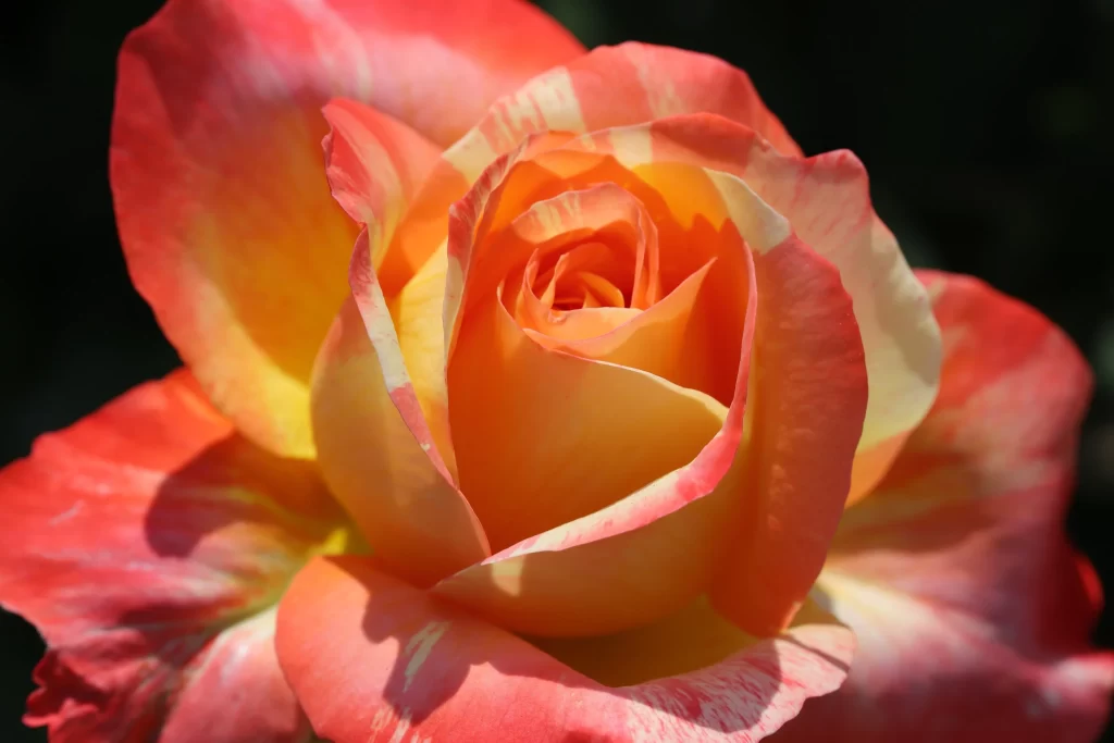 Rose Red Yellow Petals Green Leaf