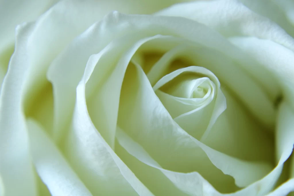 Rose White Petals Green Leaf