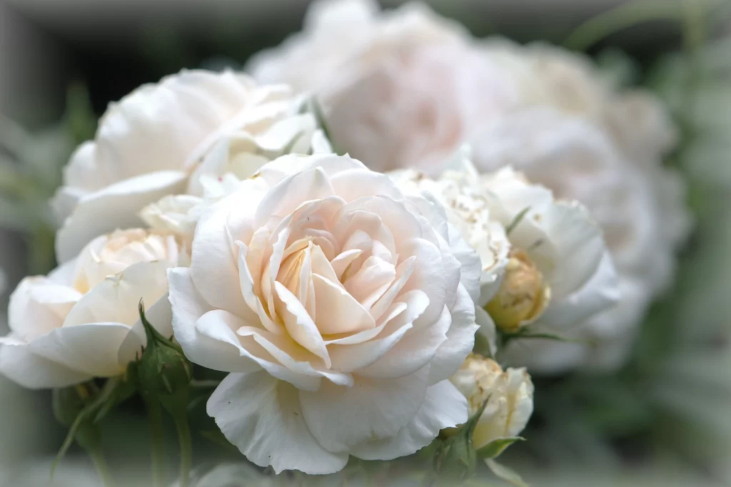 Rose White Petals Green Stem