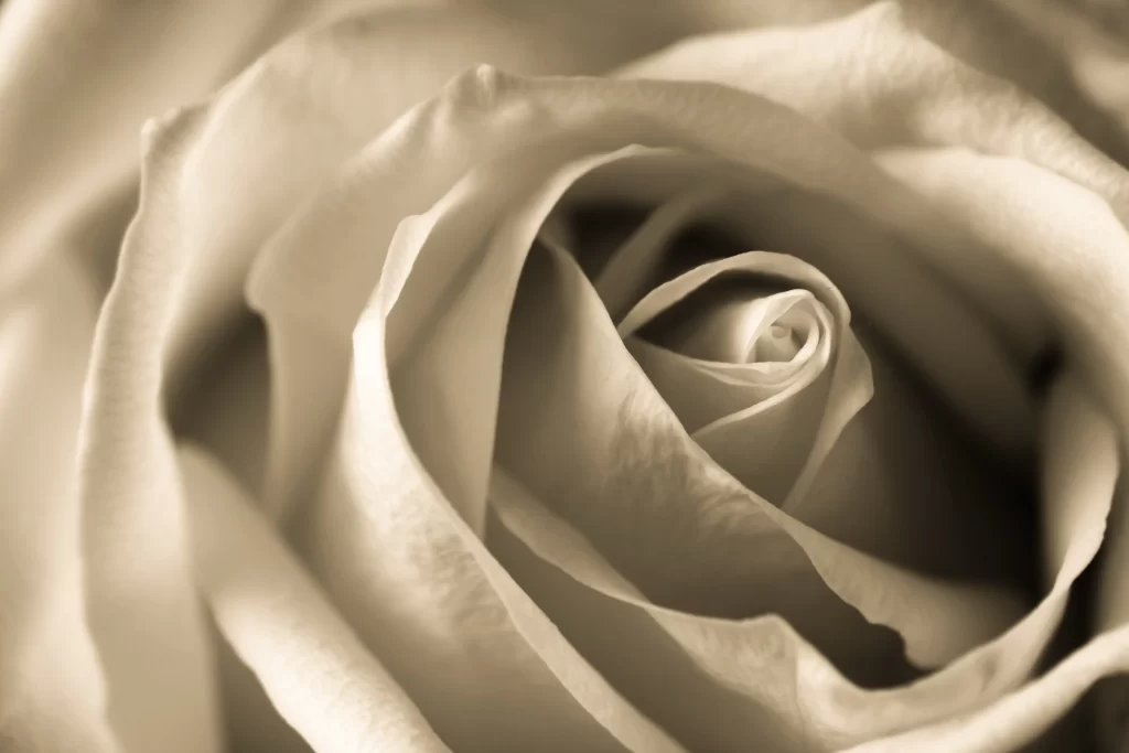 Rose White Petals Sepia Tone