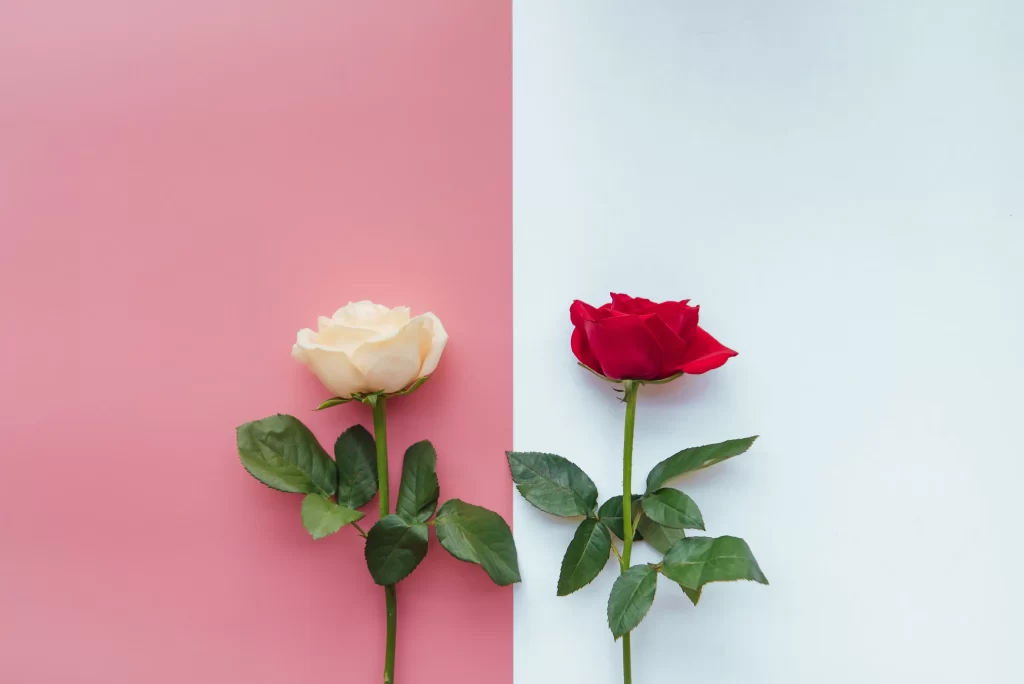 Rose White Red Pink Background