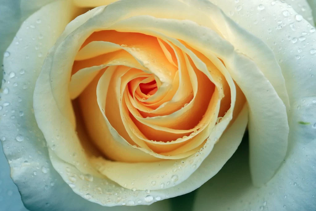 Rose White Yellow Petals Dewdrops