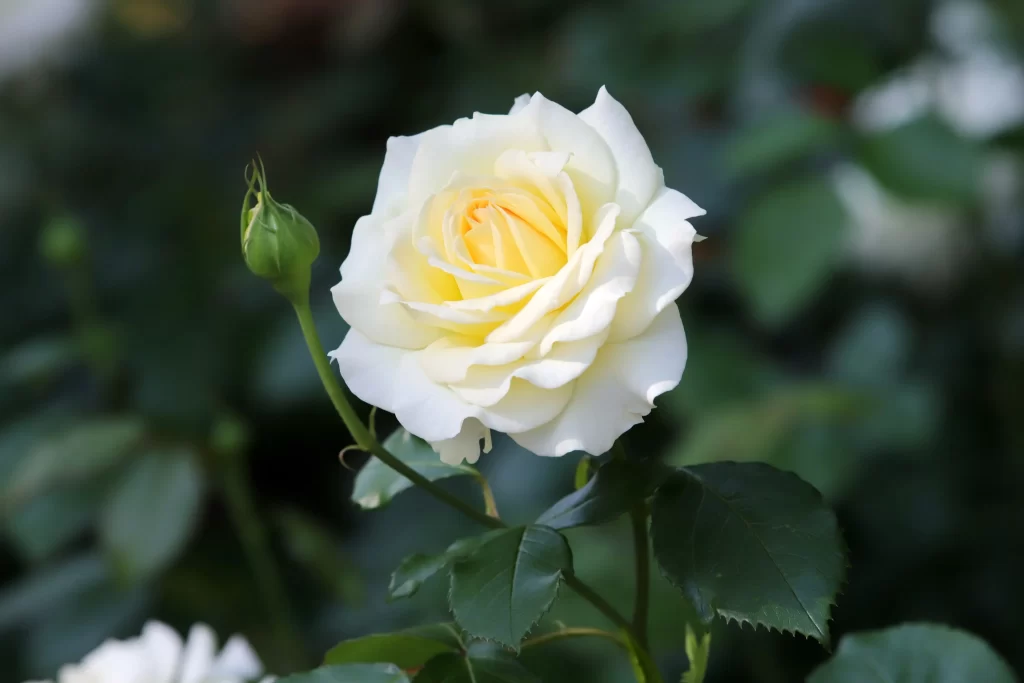 Rose White Yellow Petals Green Leaves Garden
