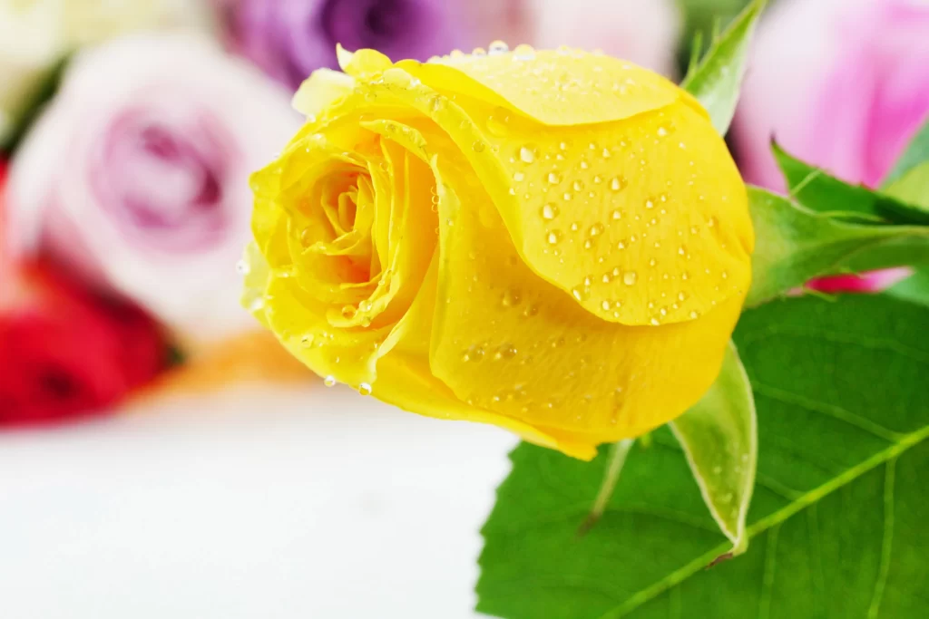 Rose Yellow Green Petals Dewdrops