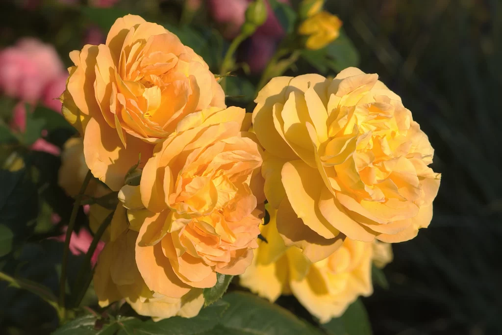 Rose Yellow Orange Green Leaf