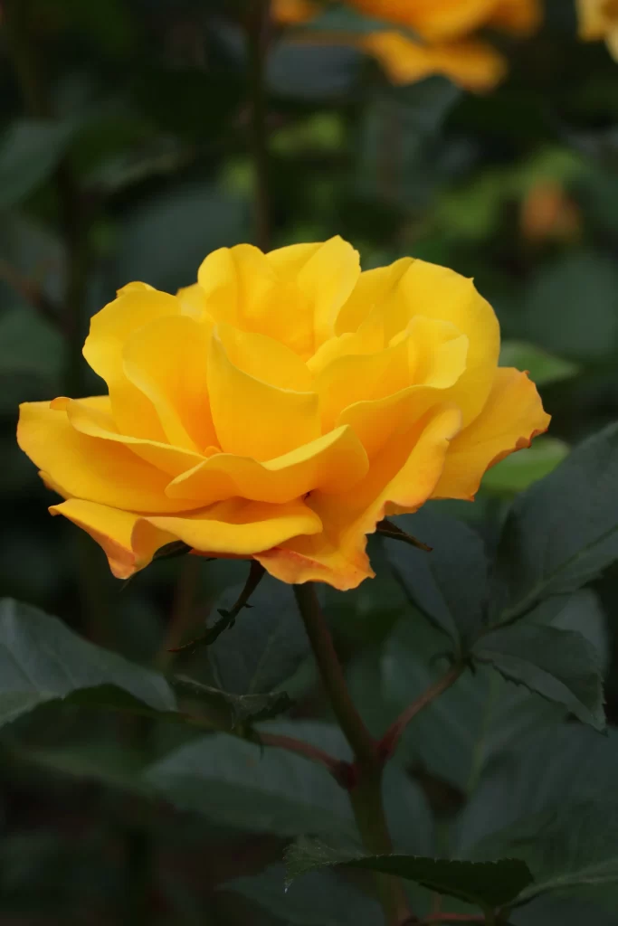 Rose Yellow Petals Green warm Leaves