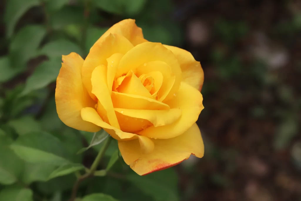 Rose Yellow Petals Green warm Leaves
