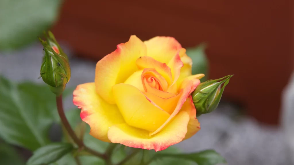 Rose Yellow Red Green