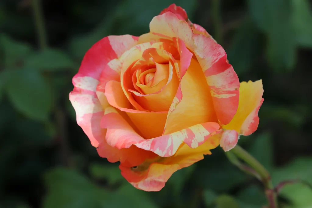 Rose Yellow Red Green Leaf