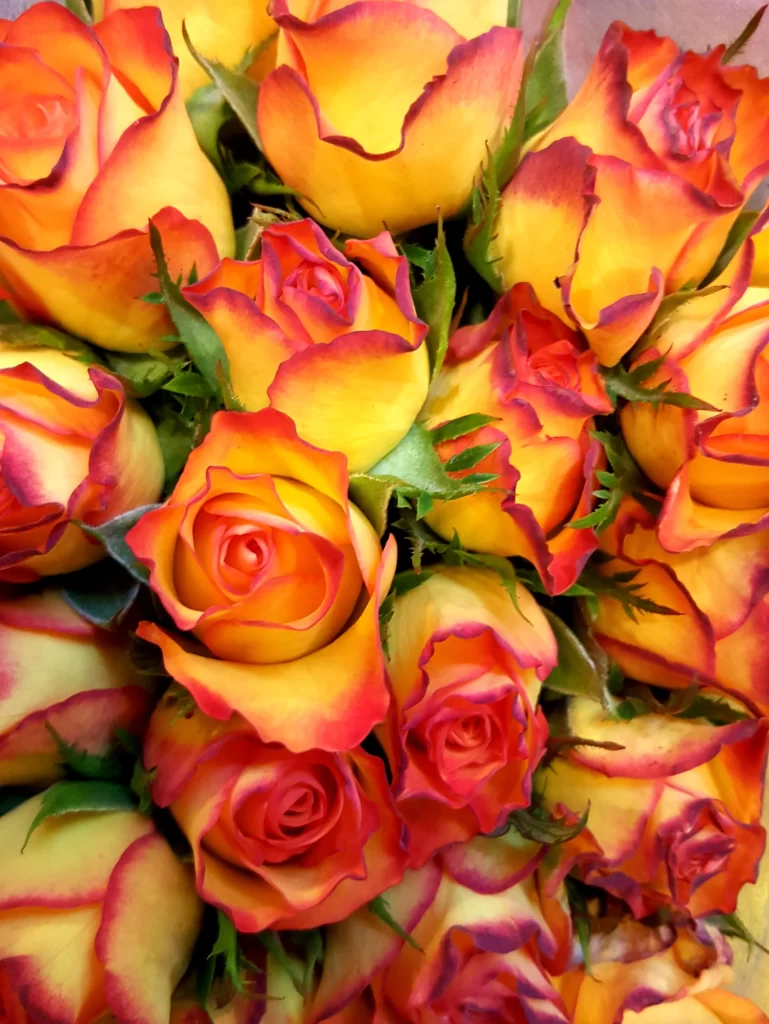 Rose Yellow Red Petals Green Leaves