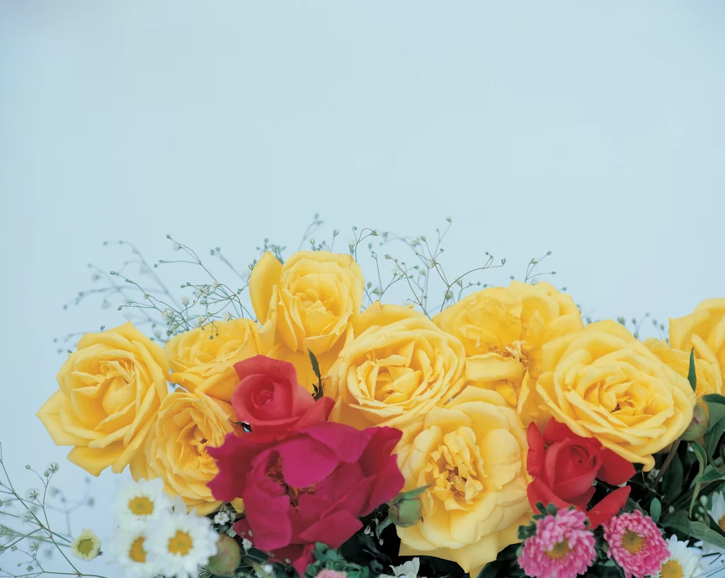 Rose Yellow Red White Pink Green