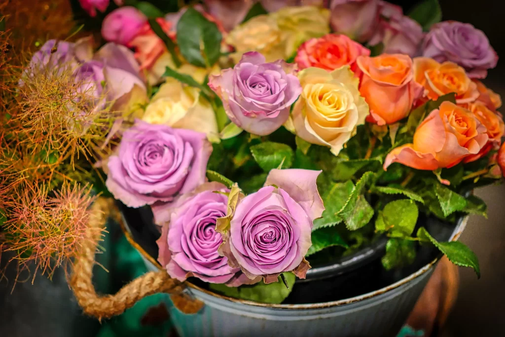 Roses Purple Orange Yellow Green Leaves
