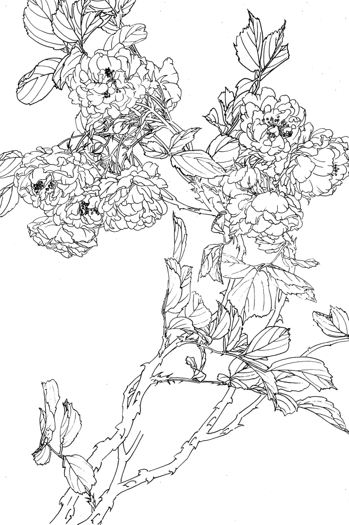 Seven Sisters Rose Chinese Line Drawing Botanical Art