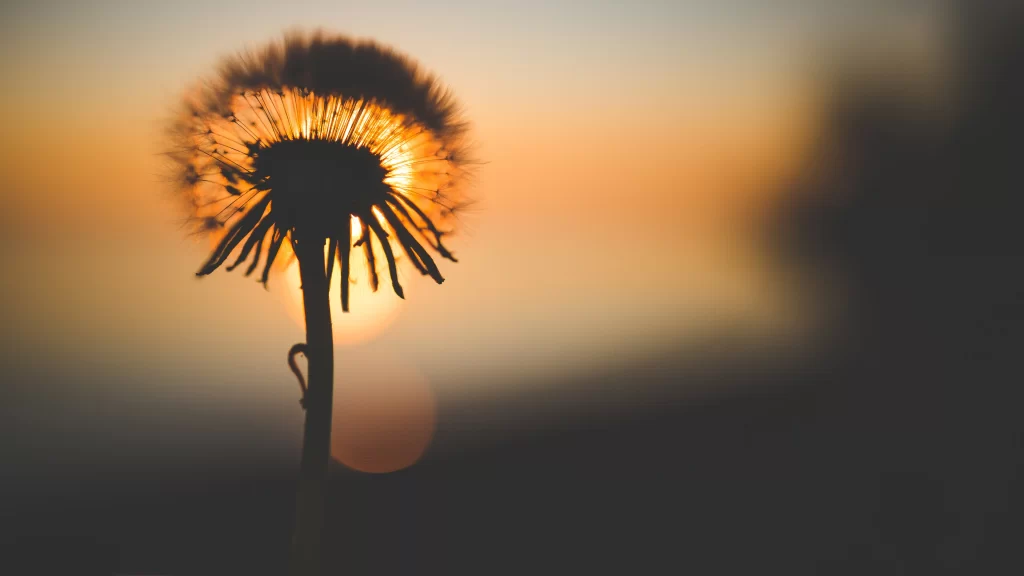 Silhouette Dandelion Backlit Warm Glow Delicate Feathers