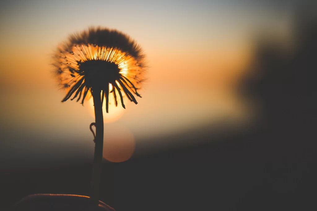 Silhouette Dandelion Sunlight Orange Yellow