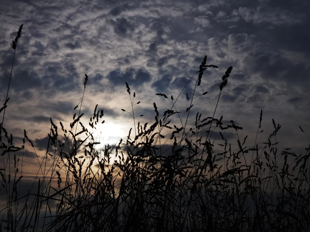 Silhouette Grass Dark Sky Sunlight