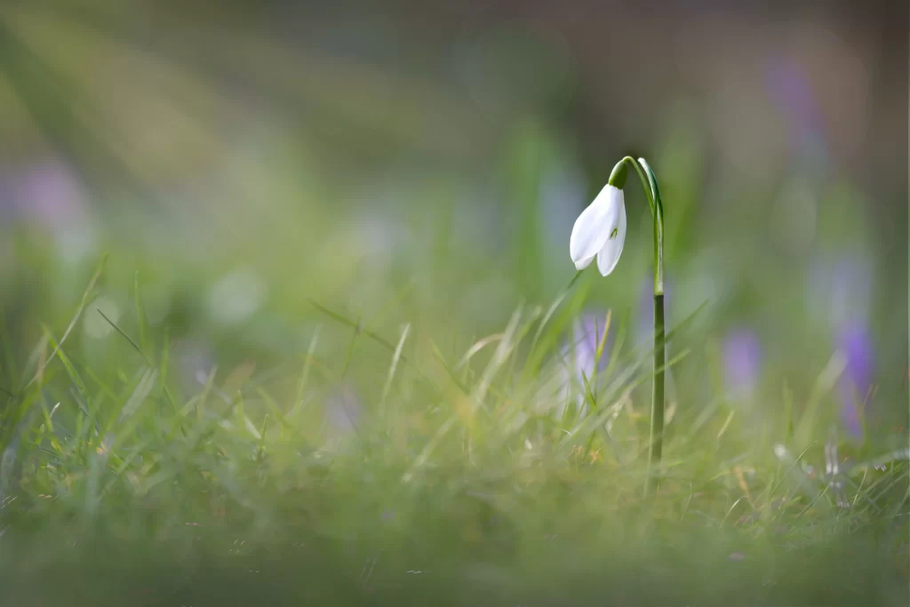 Snowdrop White Petals Green Stalk Grass