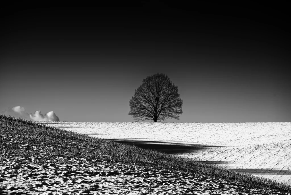 Snowy Field Winter Tree Silhouette Black White Landscape