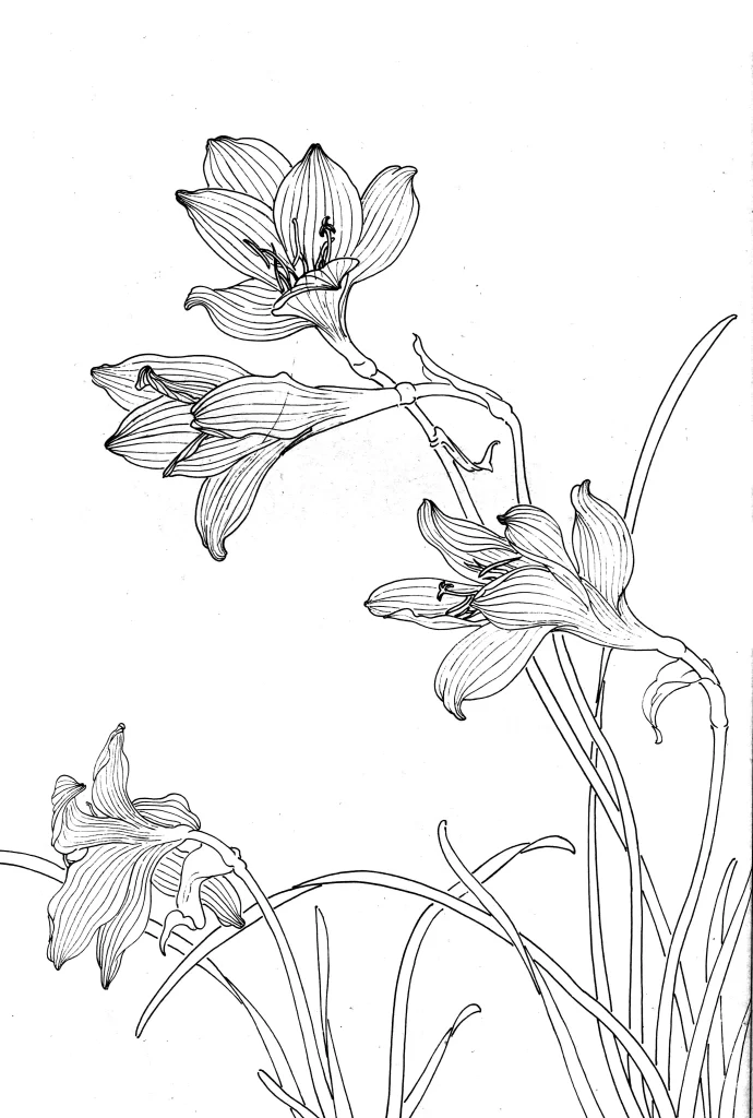 Spathodea Chinese Line Drawing Botanical Art