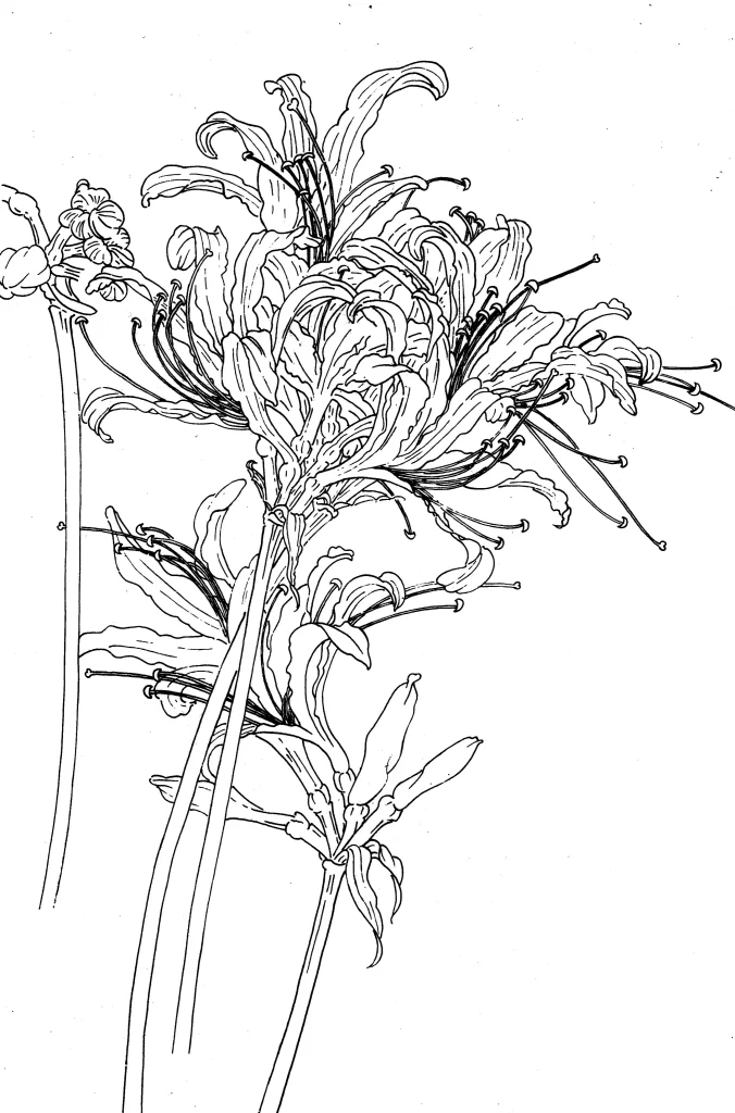 Spider Lily Chinese Line Drawing Botanical Art