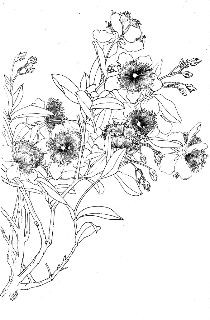 St John’s Wort Chinese Line Drawing Botanical Art