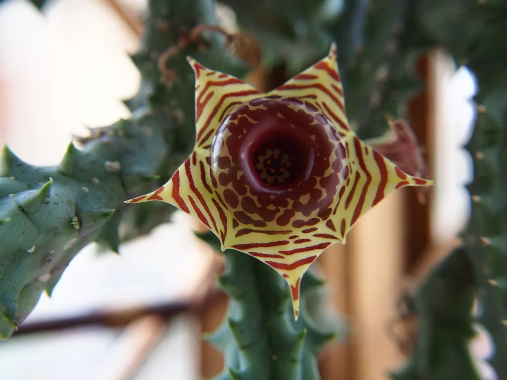 Star-shaped Succulent Red Yellow Spiky Leaves Blooming