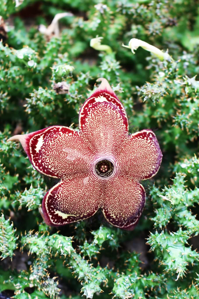 Starfish Flower Red White Spotted Petals