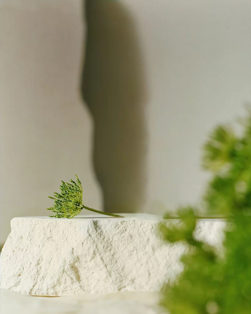Stone Surface Green Plant Shadow