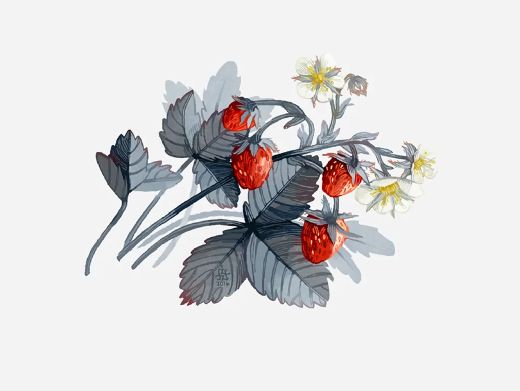 Strawberry Plant Blooming Fruits Flowers