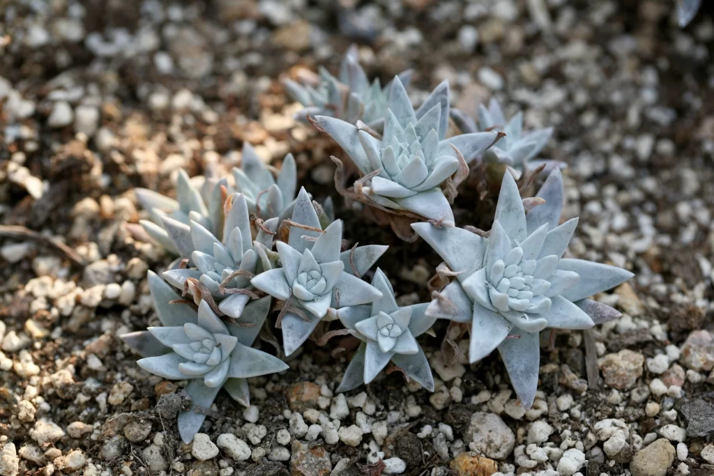 Succulent Blue Green Thick Leaves Close Up Garden