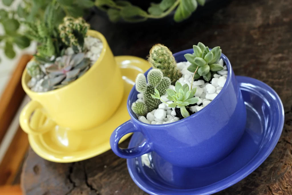 Succulent Cactus Green White Pebbles Cup