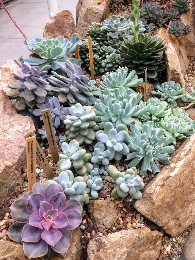 Succulent Echeveria Purple Green Thick Leaves