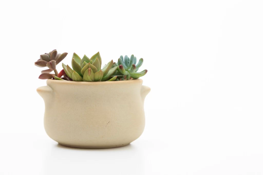 Succulent Green Blue Red Thick Leaves