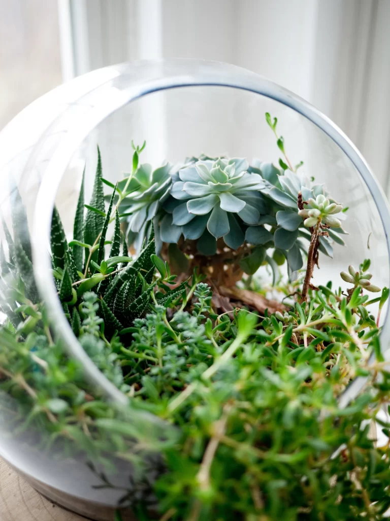 Succulent Green Blue Thick Leaves Close Up Terrarium