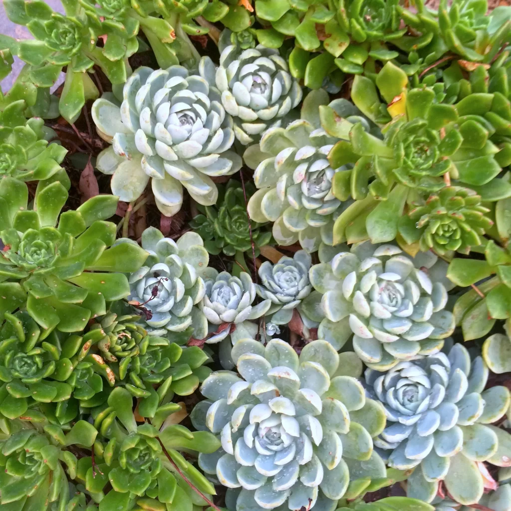 Succulent Green Blue Thick neutral Leaves