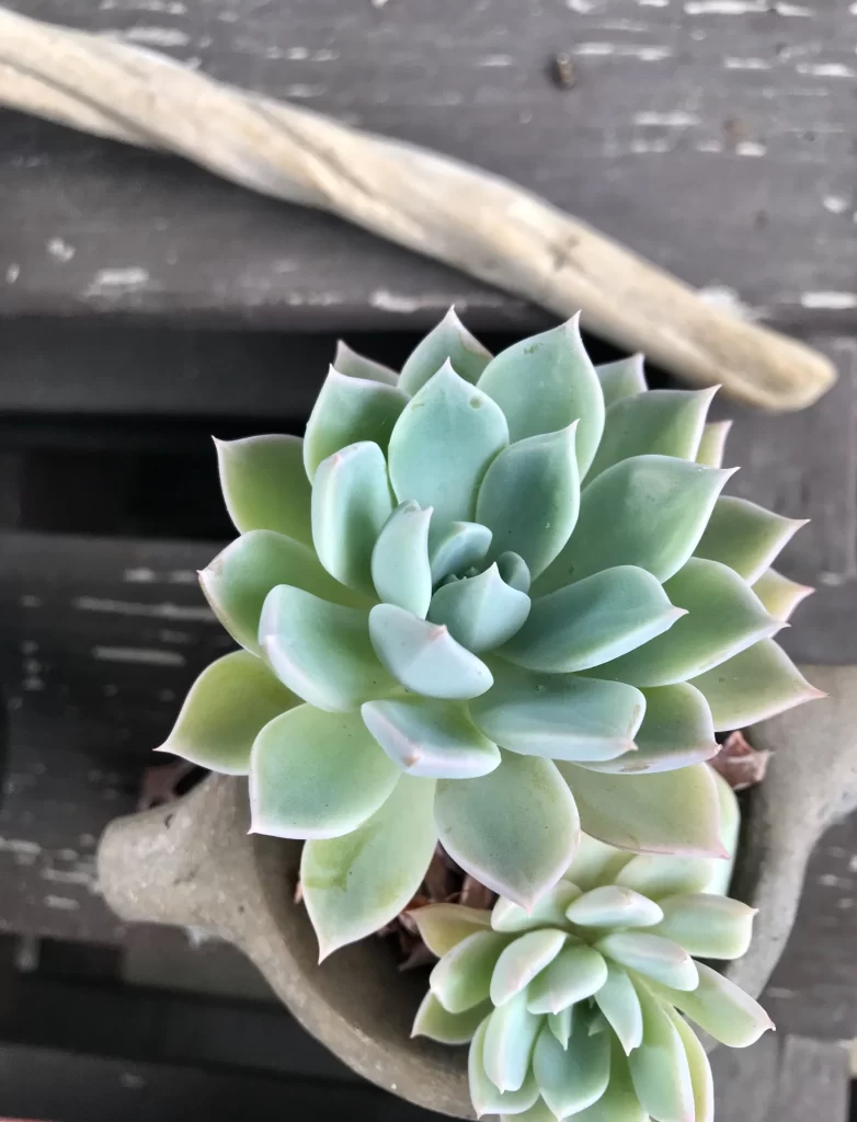 Succulent Green Blue Thick Leaves Close Up