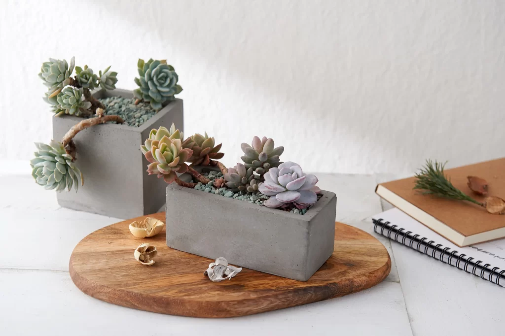 Succulent Green Blue Thick gray Leaves