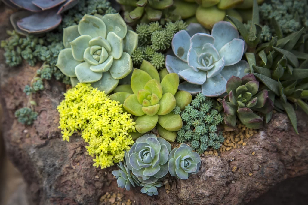 Succulent Green Blue Yellow Dense Fleshy Leaves