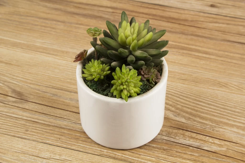 Succulent Green Dark Green Thick Leaves