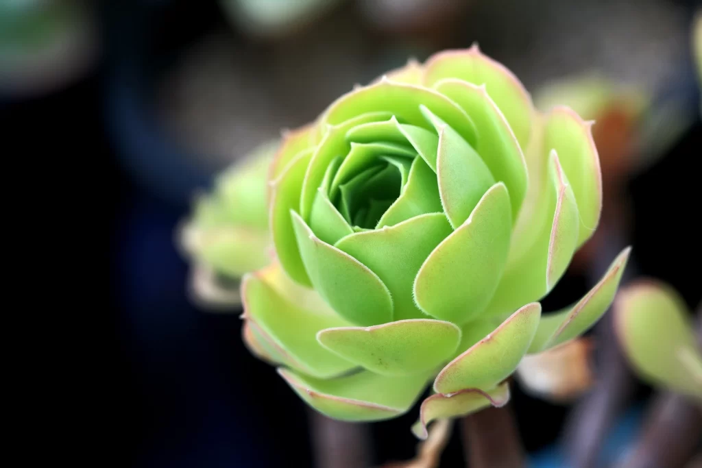Succulent Green Leaves Close Up Macro